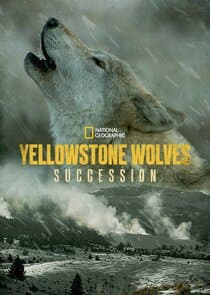 Yellowstone Wolves: Succession thumbnail