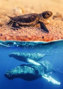 Australia's Wild Moments thumbnail