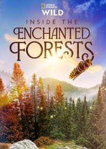 Inside the Enchanted Forests thumbnail
