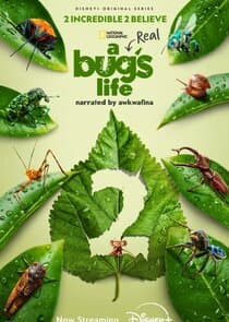 A Real Bug's Life thumbnail