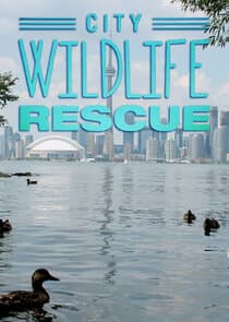City Wildlife Rescue thumbnail