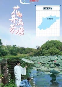 The Pond is Adorned with Blossoming Lotus thumbnail