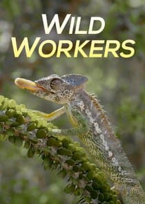 Wild Workers thumbnail
