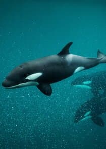 Killer Whale Chronicles thumbnail