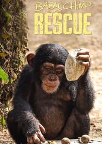 Baby Chimp Rescue thumbnail