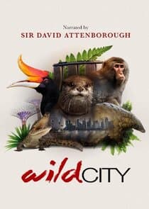 Wild City thumbnail