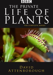 The Private Life of Plants thumbnail