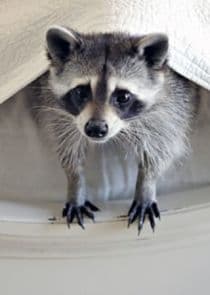 Ingenious Animals thumbnail