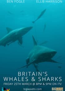Britain's Whales and Sharks thumbnail