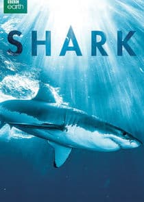 Shark thumbnail
