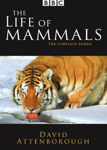 The Life of Mammals thumbnail