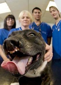 Bizarre Animal ER thumbnail