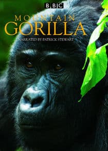 Mountain Gorilla thumbnail