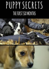 Puppy Secrets: The First Six Months thumbnail