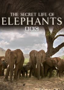 The Secret Life of Elephants thumbnail
