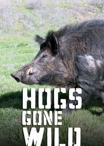 Hogs Gone Wild thumbnail