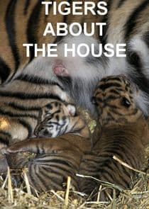 Tigers About the House thumbnail