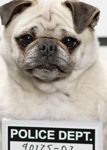 Secret Life of Dogs thumbnail