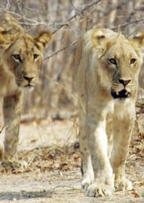 Lion Country: Night and Day thumbnail