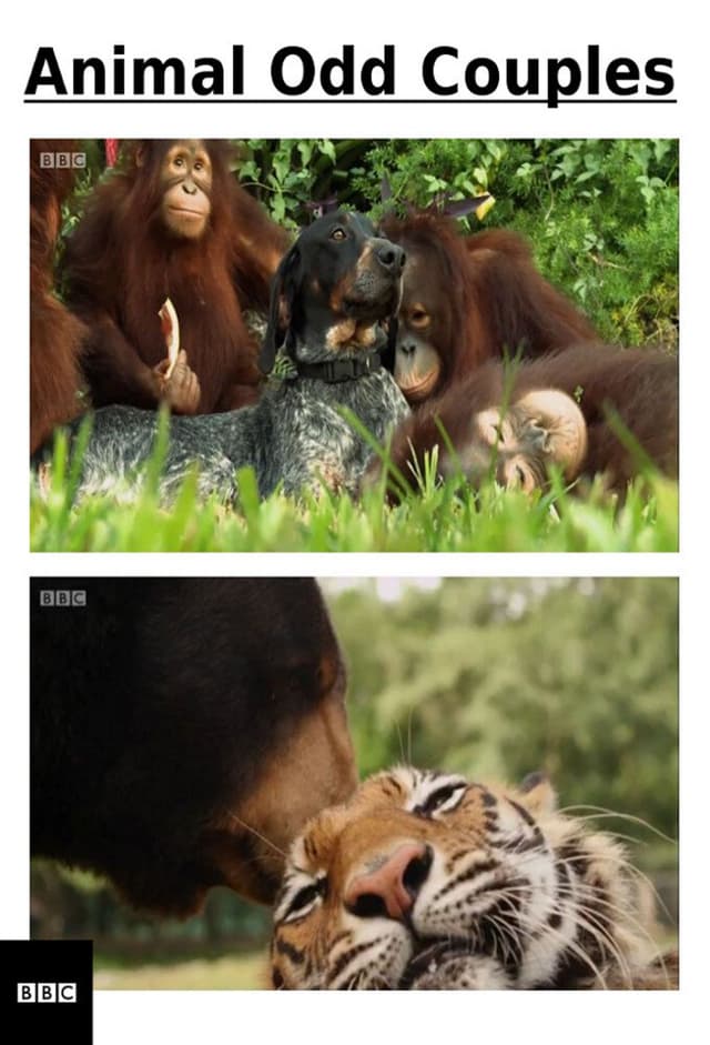 Animal Odd Couples