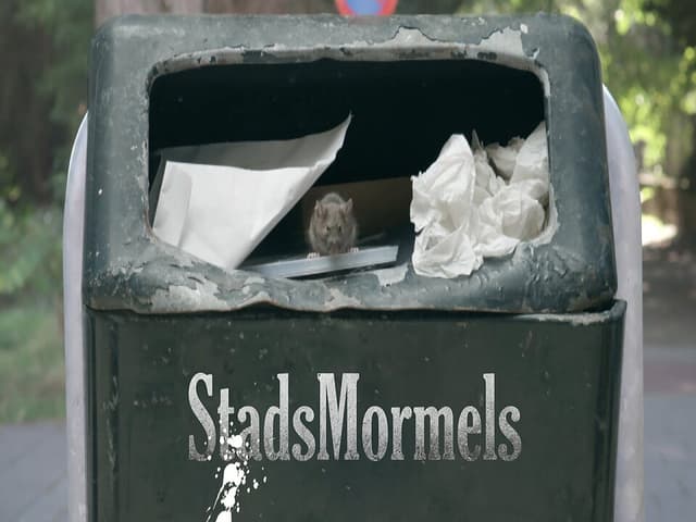 Stadsmormels