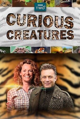 Curious Creatures