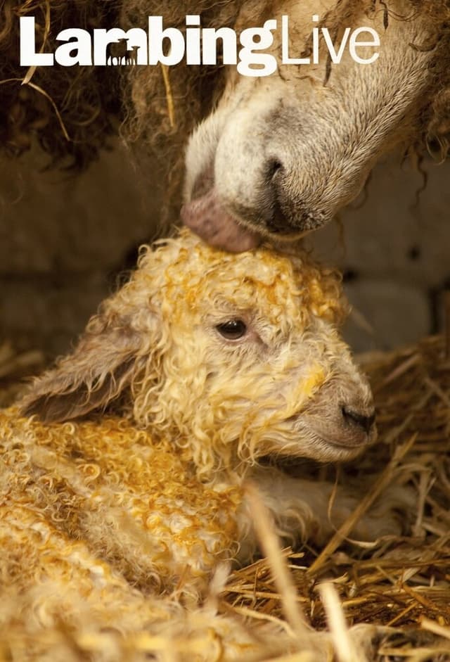 Lambing Live