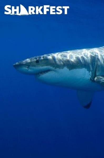 SharkFest