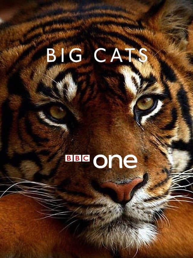 Big Cats