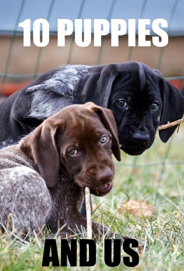 10 Puppies and Us