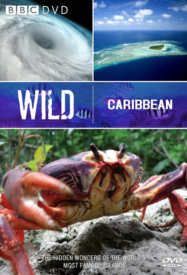 Wild Caribbean