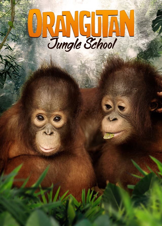Orangutan Jungle School
