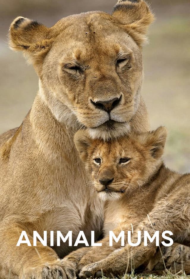 Animal Mums