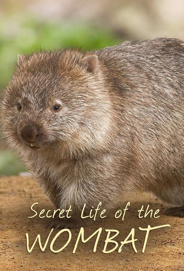 Secret Life of the Wombat