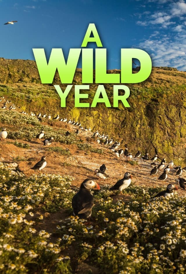 A Wild Year