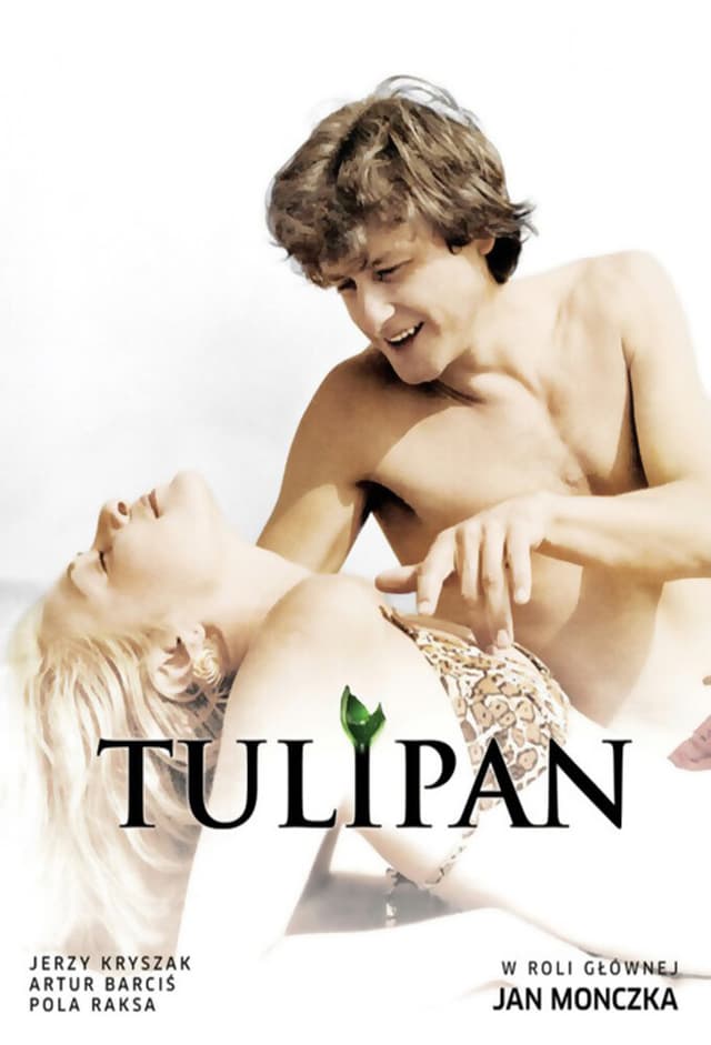 Tulipan