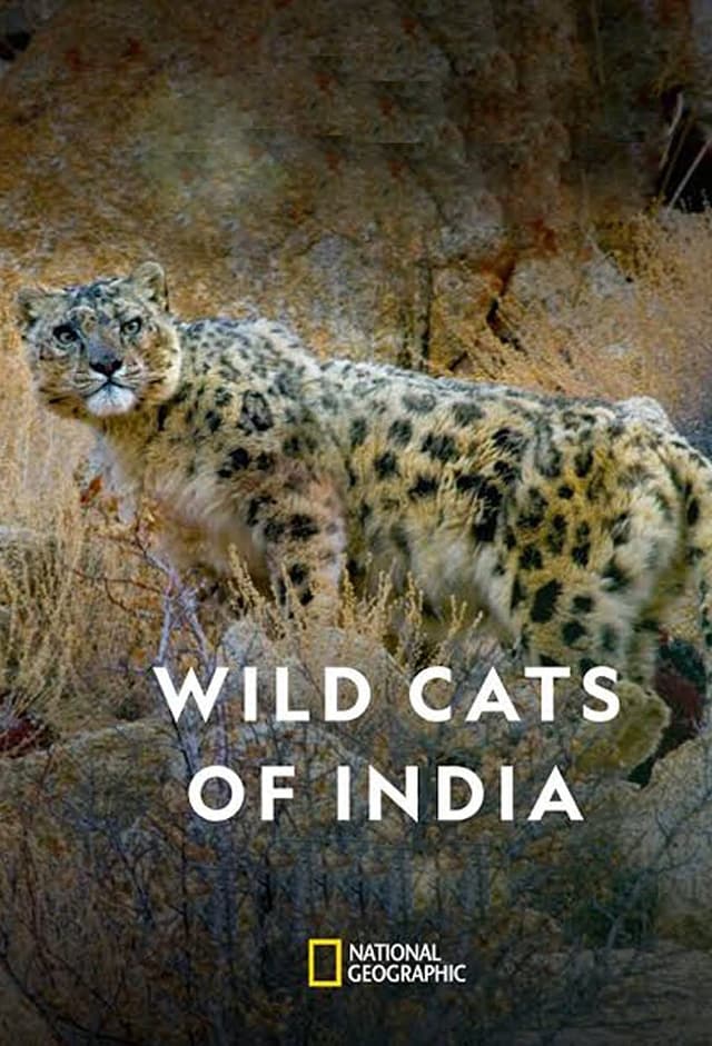 Wild Cats of India