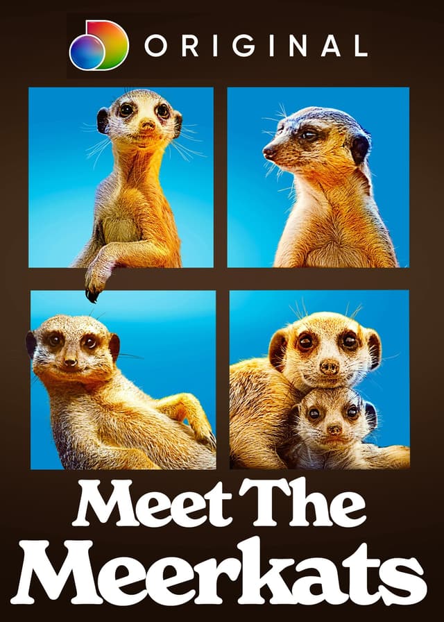 Meet the Meerkats