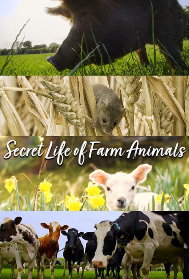 Secret Life of Farm Animals