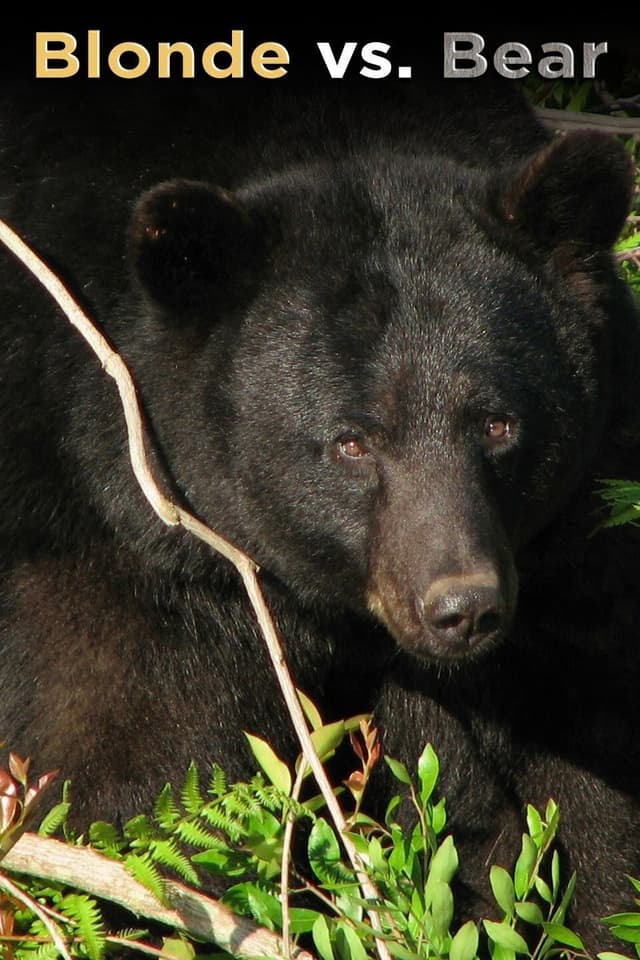 Blonde vs. Bear