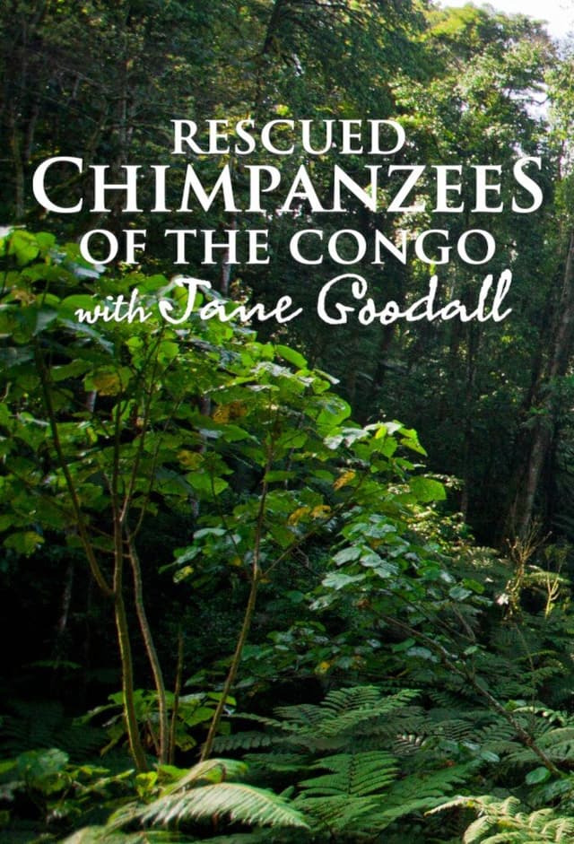 Rescued Chimpanzees of the Congo with Jane Goodall