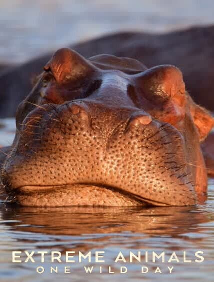 Extreme Animals: One Wild Day