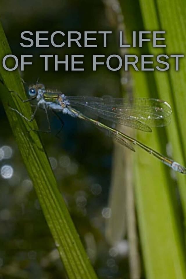Secret Life of the Forest