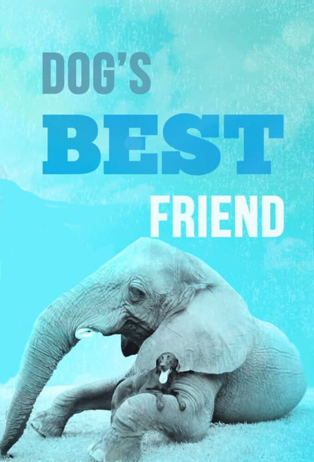 Dog's Best Friend