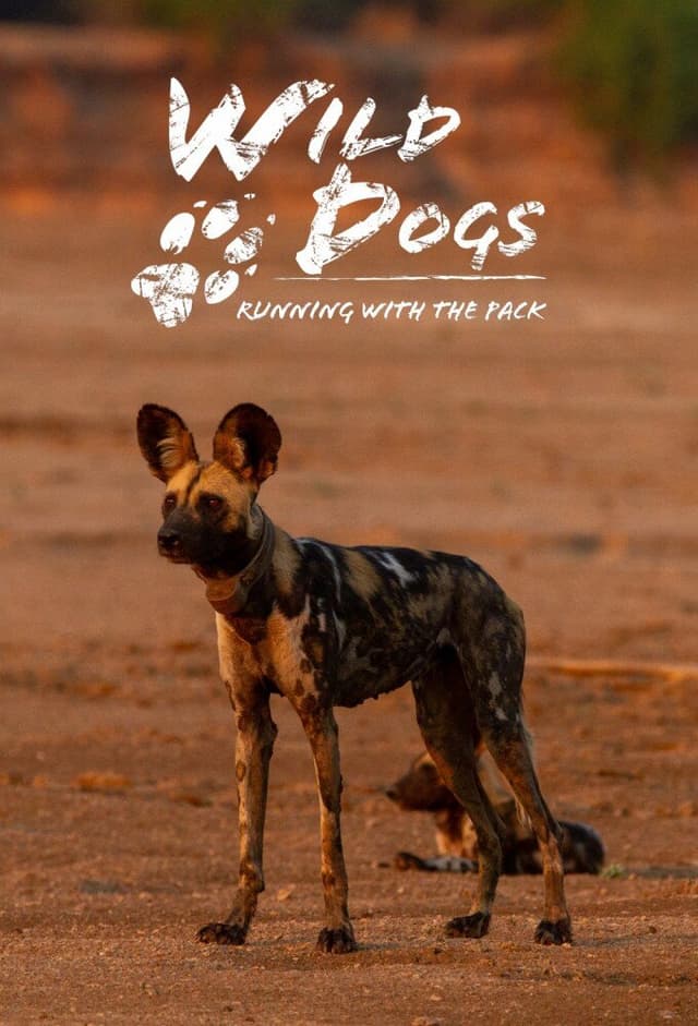 Wild Dogs: Running with the Pack