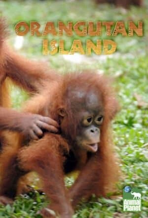 Orangutan Island