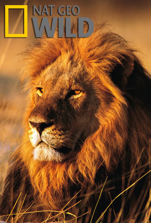 Wild Nights with Mireya Mayor