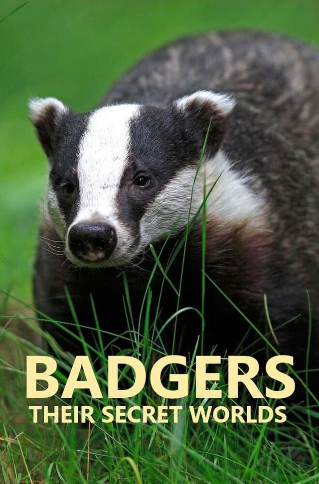Badgers: Their Secret World