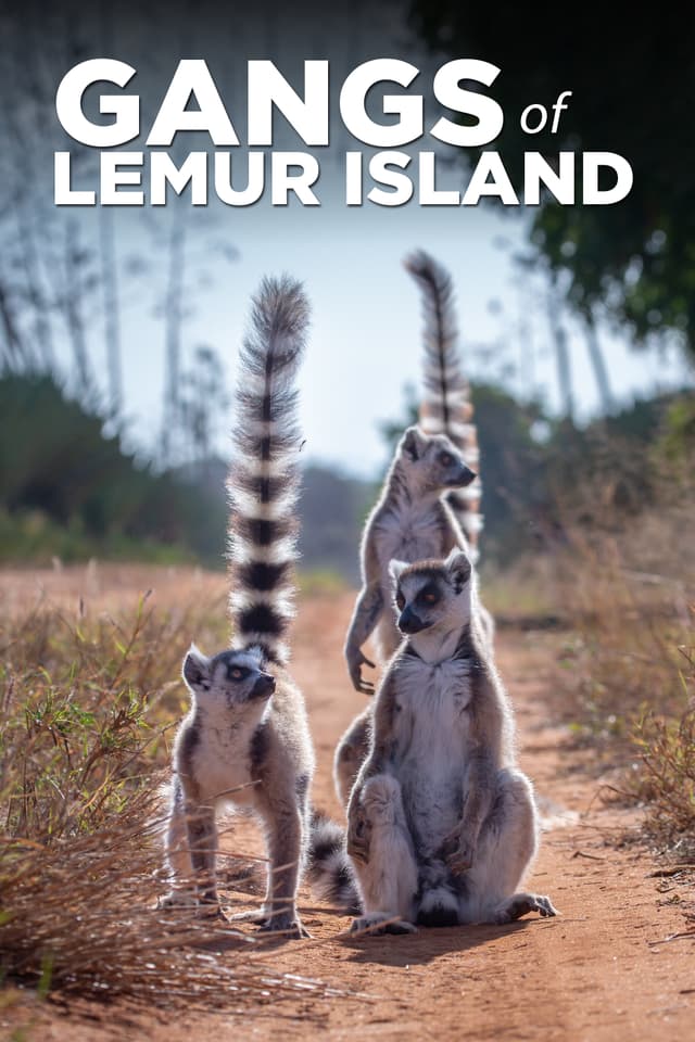 Gangs of Lemur Island