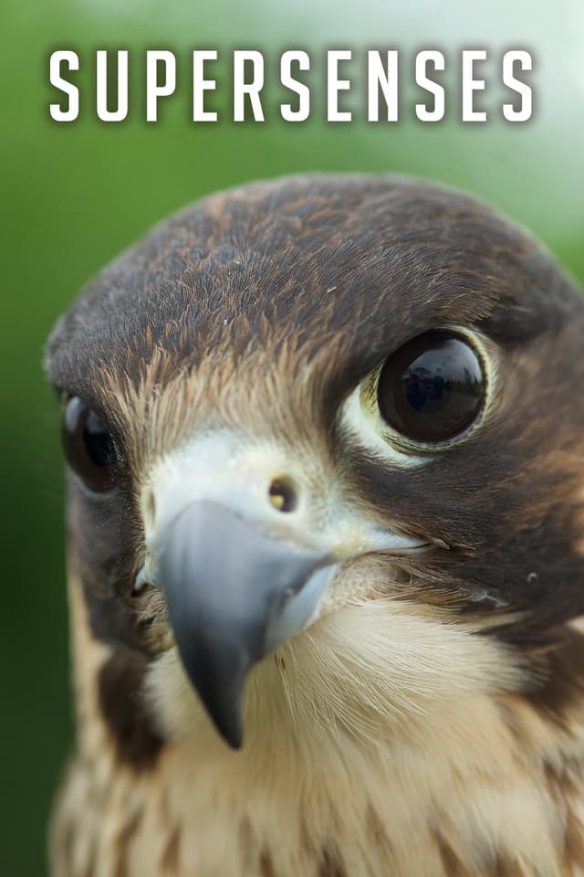 Supersenses